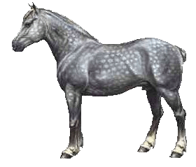 pferd50.gif