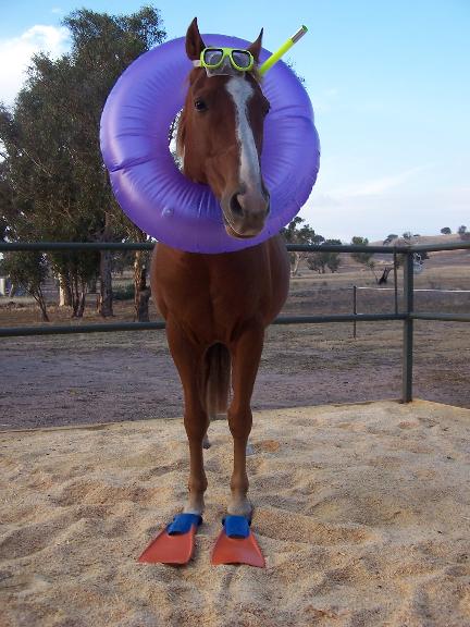 paard_gaat_zwemmen.jpg