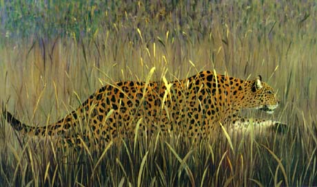 leopardgrass.jpg