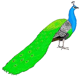 pfau3.gif