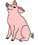 boypig.gif