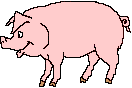 pig21.gif