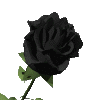 roos-zwart-2.gif
