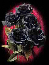 roos-zwart-5.jpg