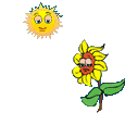 sunflower1.gif