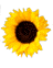 sunflower2.gif
