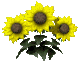 sunflower6.gif
