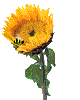 sunflower9.gif