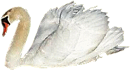 schwan10.gif