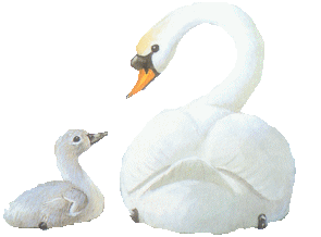 schwan12.gif