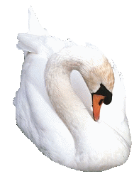 schwan14.gif