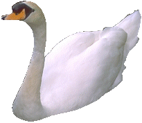 schwan15.gif