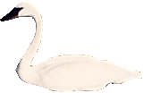 schwan16.gif