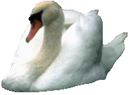 schwan20.gif