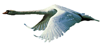 schwan21.gif