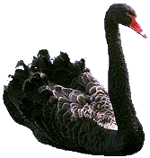 schwan9.gif