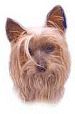 yorkie09.gif