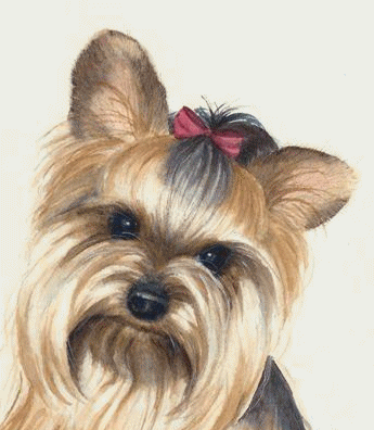 yorkie15.gif